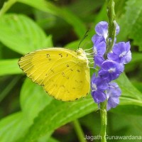 Eurema blanda Boisduval, 1836